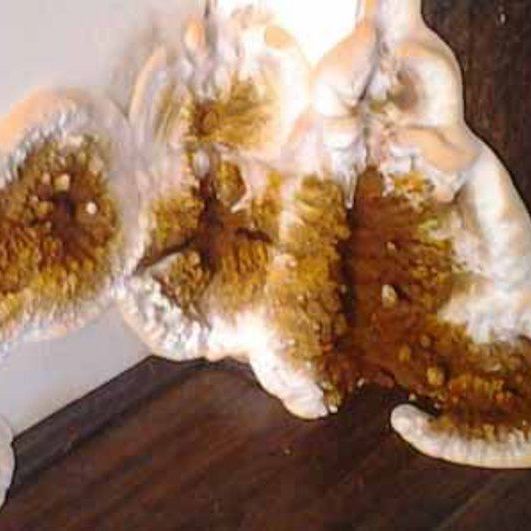 House fungus